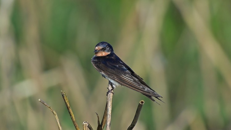 vlaštovka obecná - ML645789033