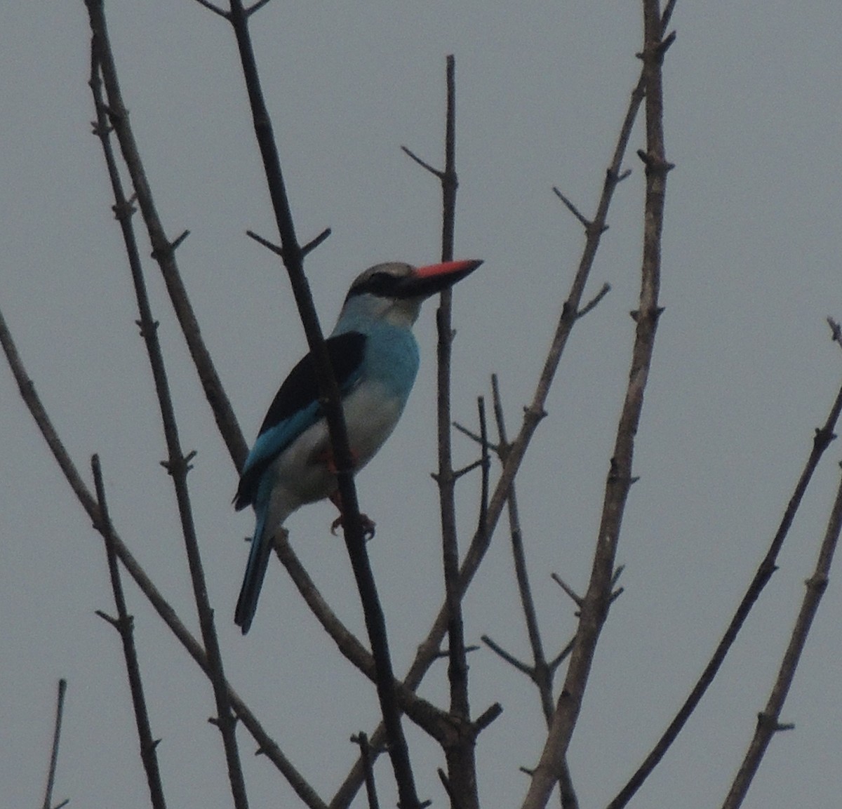 Blue-breasted Kingfisher - ML645789038