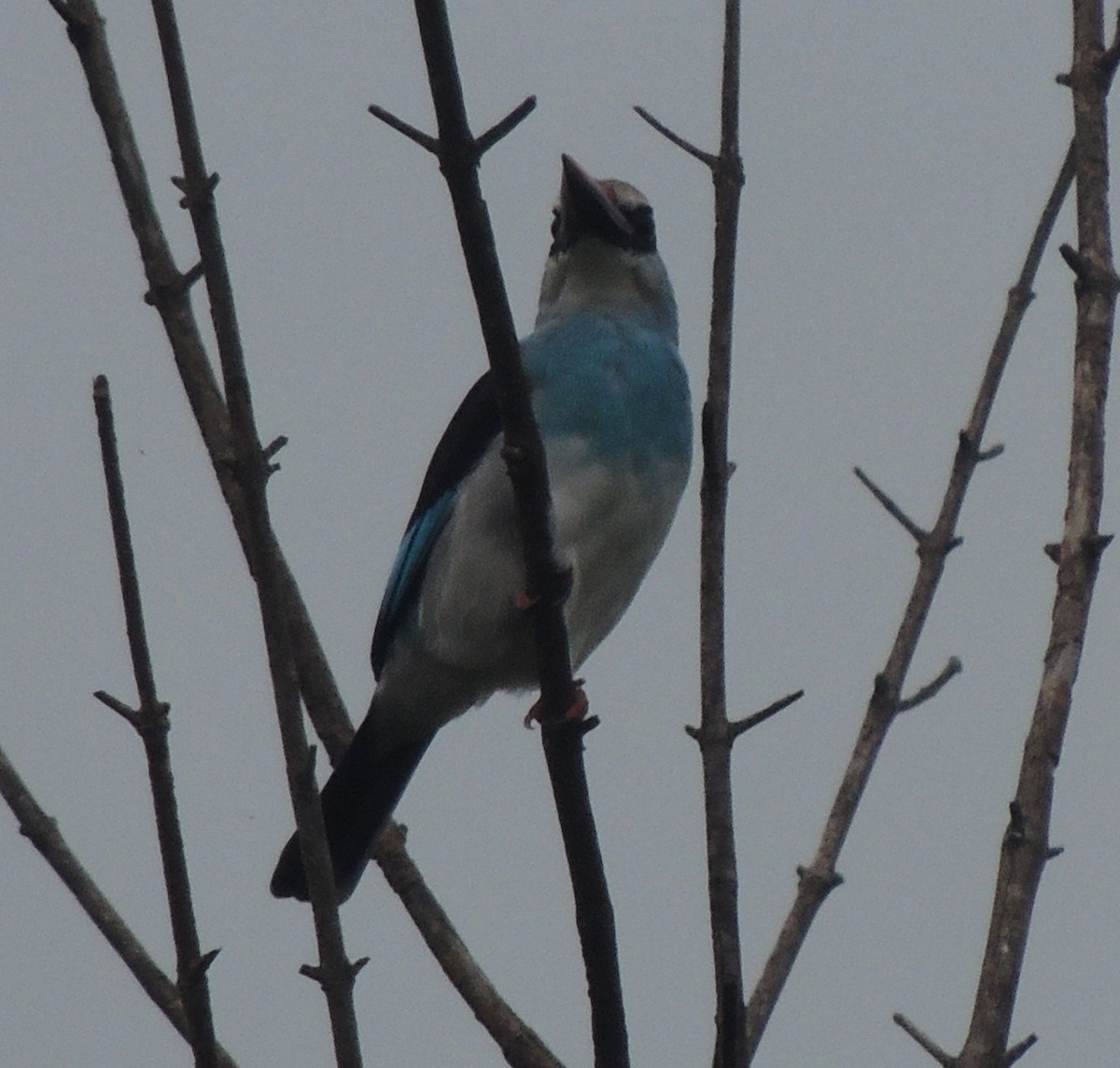 Blue-breasted Kingfisher - ML645789039