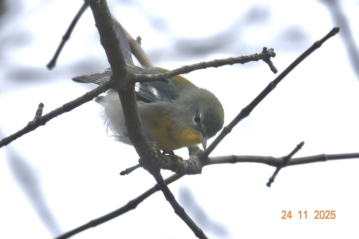 Northern Parula - ML645789066