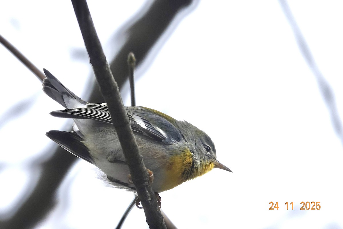 Northern Parula - ML645789067