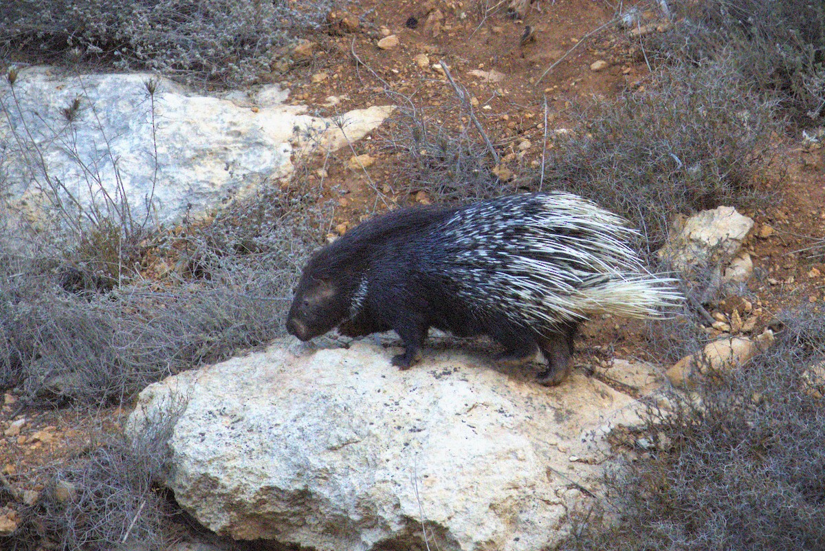 Indian Crested Porcupine - ML645789088
