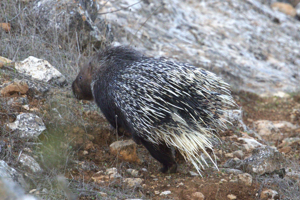 Indian Crested Porcupine - ML645789089
