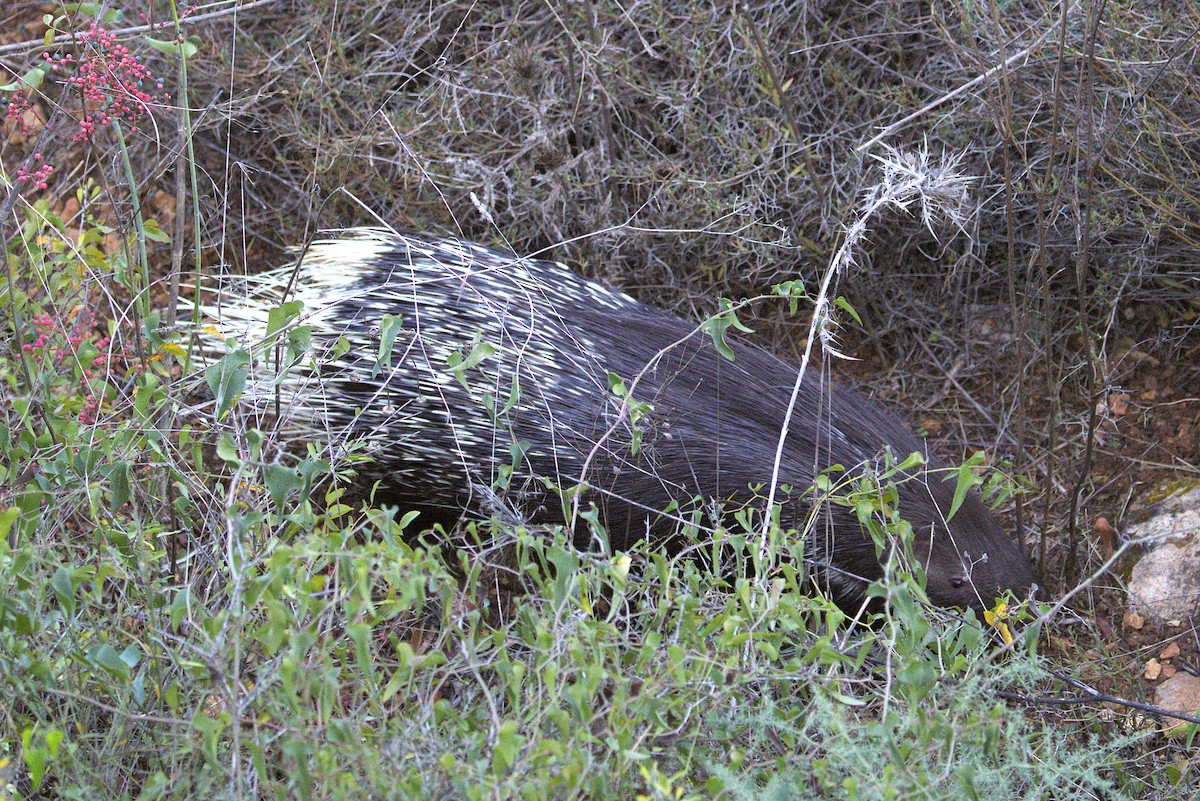 Indian Crested Porcupine - ML645789090