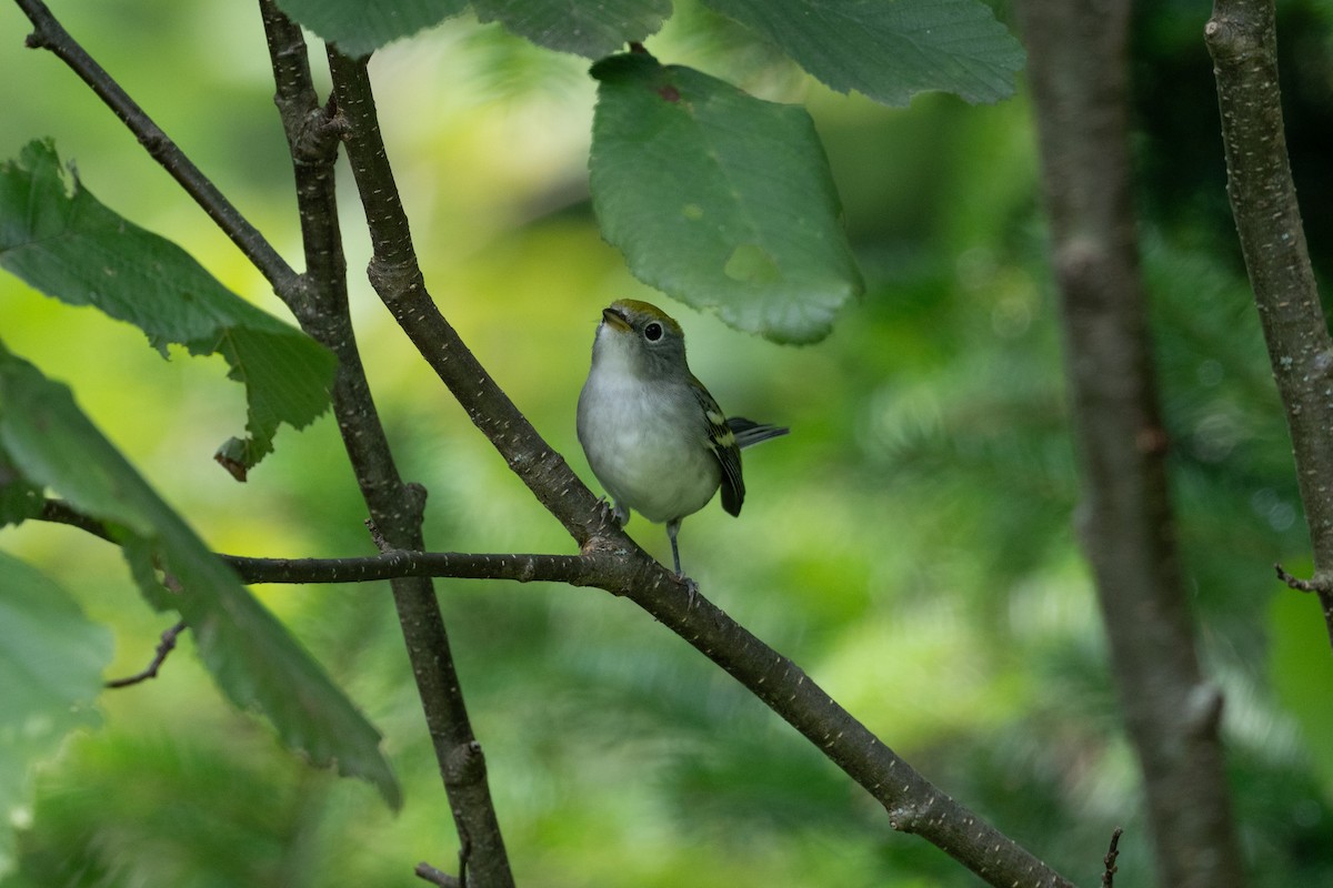 Chestnut-sided Warbler - ML645789105