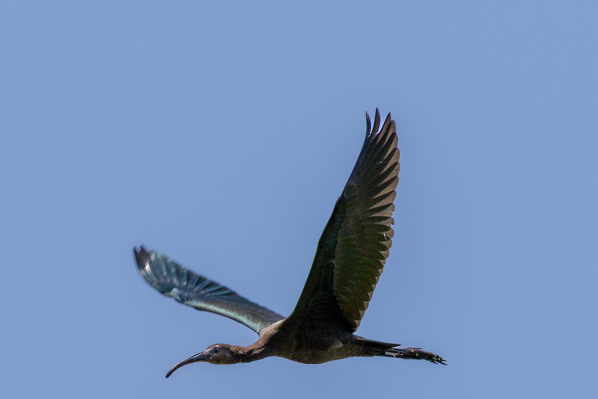 Beltzaran musuzuria - ML645789106