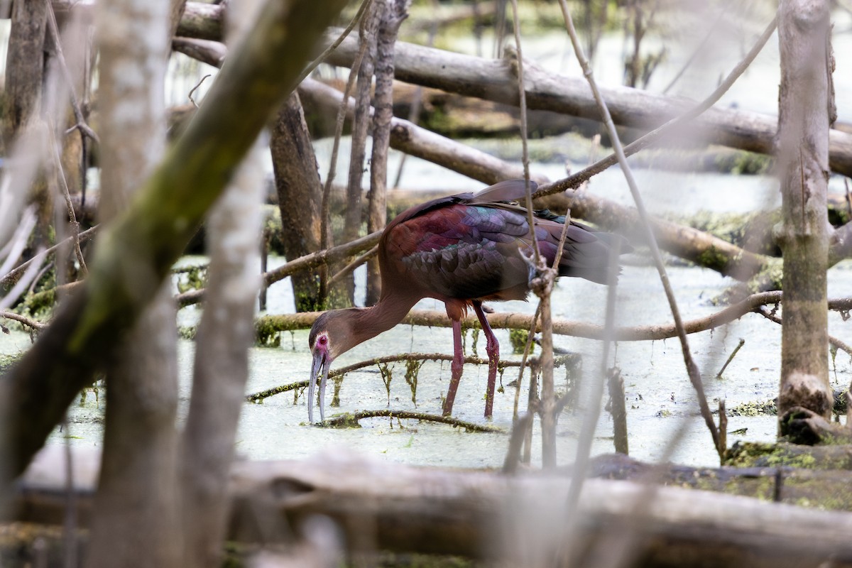 Beltzaran musuzuria - ML645789107