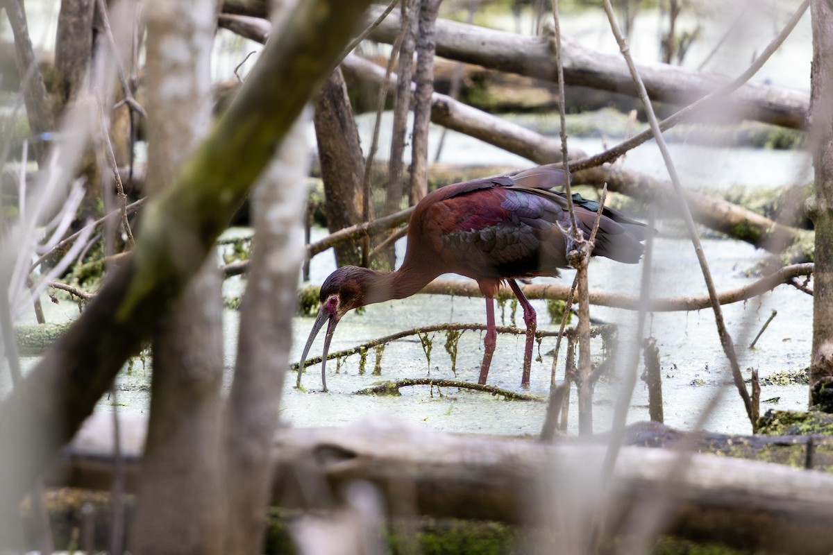 Beltzaran musuzuria - ML645789108