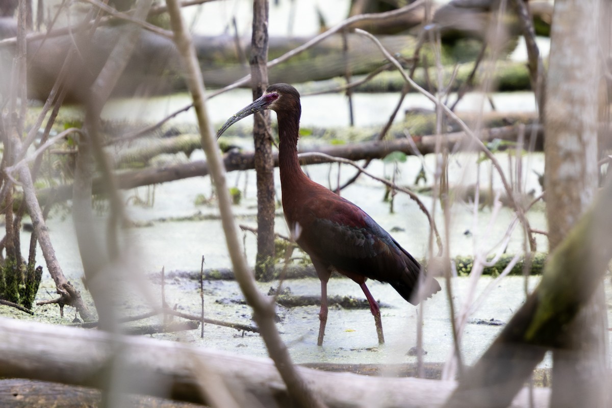 Beltzaran musuzuria - ML645789110