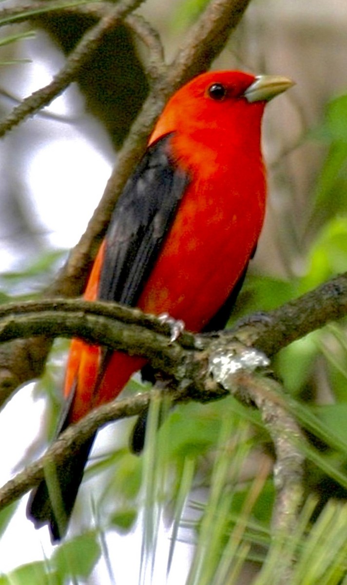 Scarlet Tanager - ML645789118