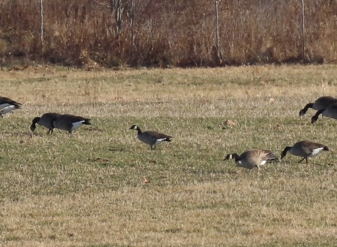 berneška malá - ML645789123