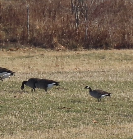berneška malá - ML645789124