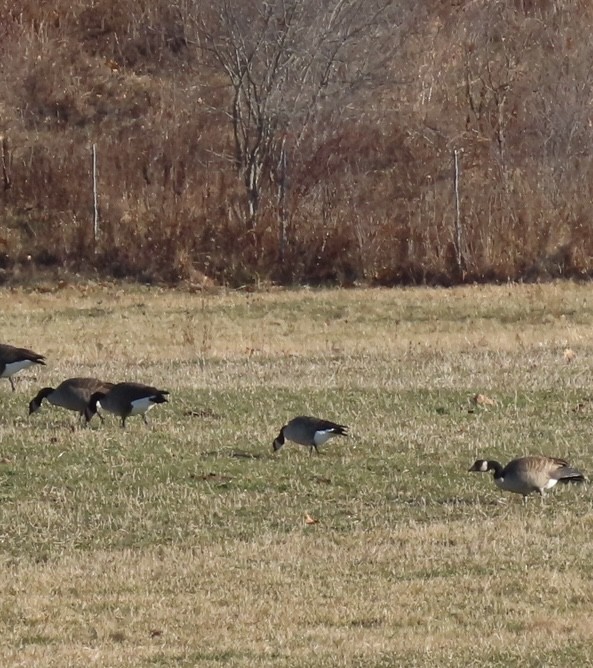 berneška malá - ML645789125