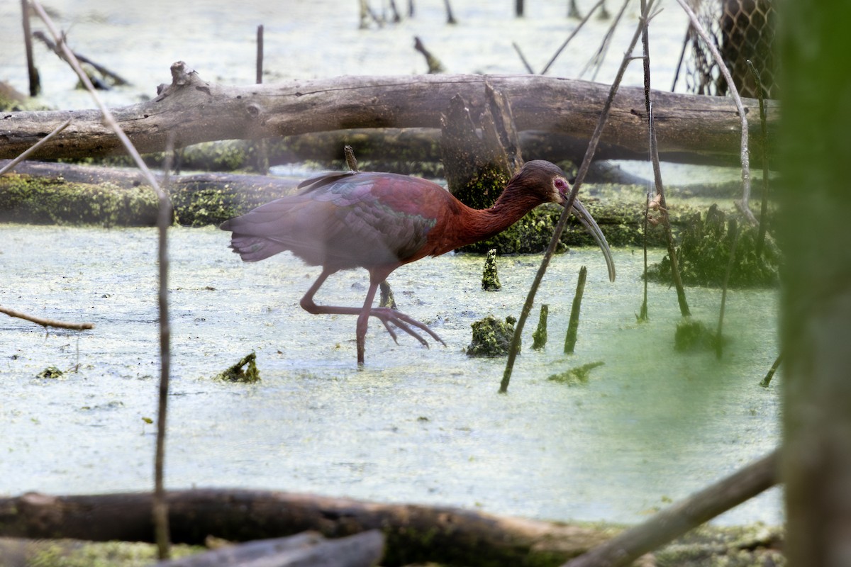 Beltzaran musuzuria - ML645789128