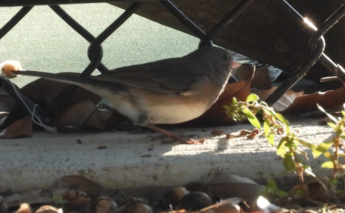 Dark-eyed Junco (Slate-colored) - ML645789129
