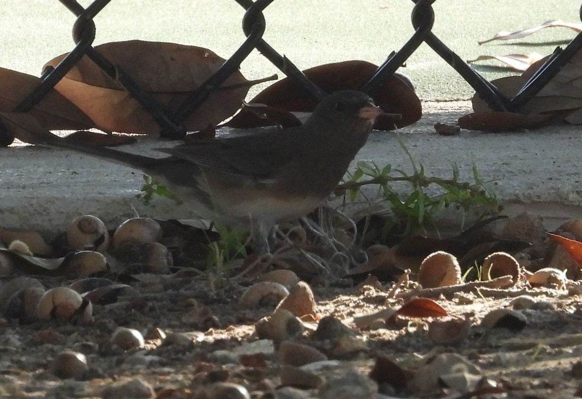 Dark-eyed Junco (Slate-colored) - ML645789130
