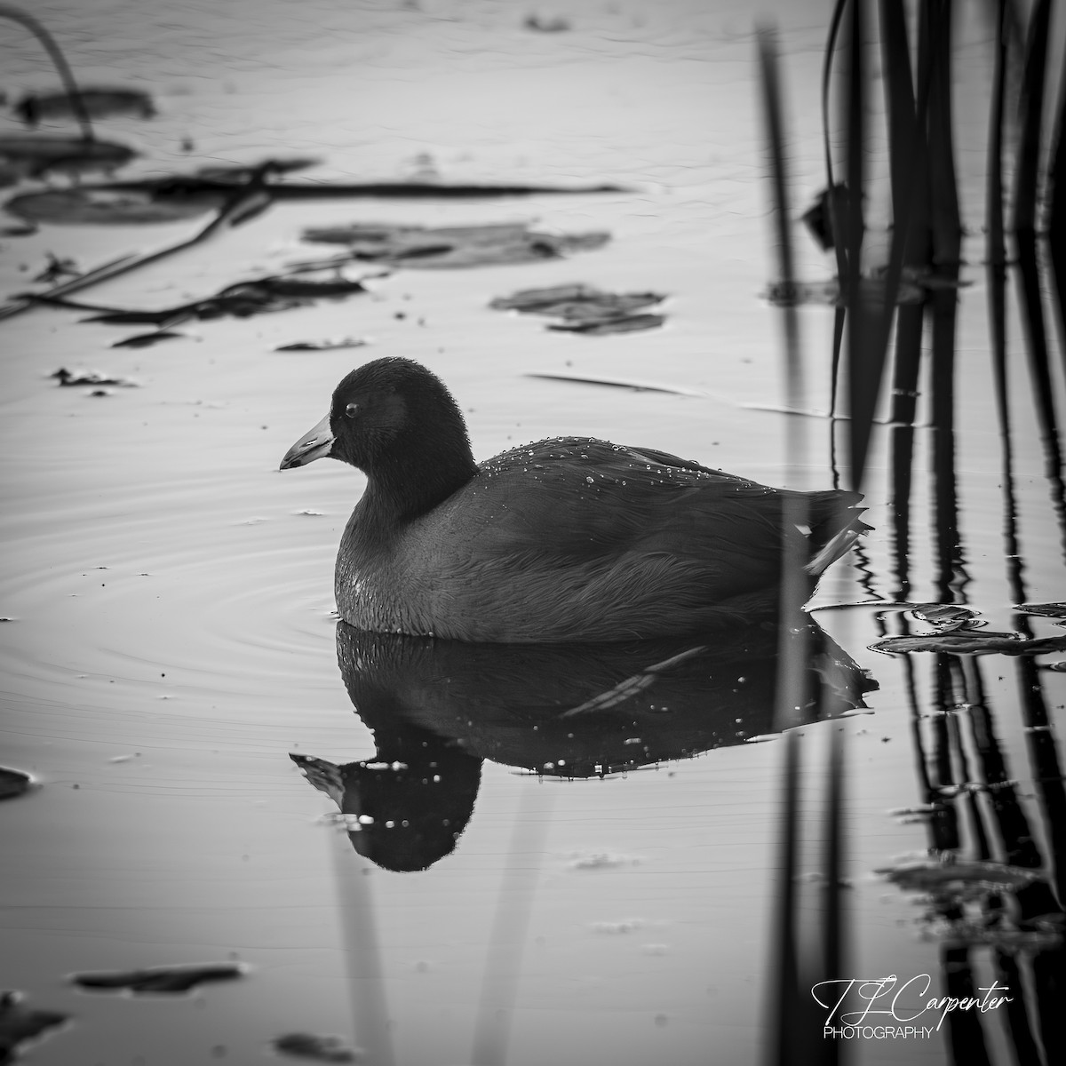 American Coot - ML645789132