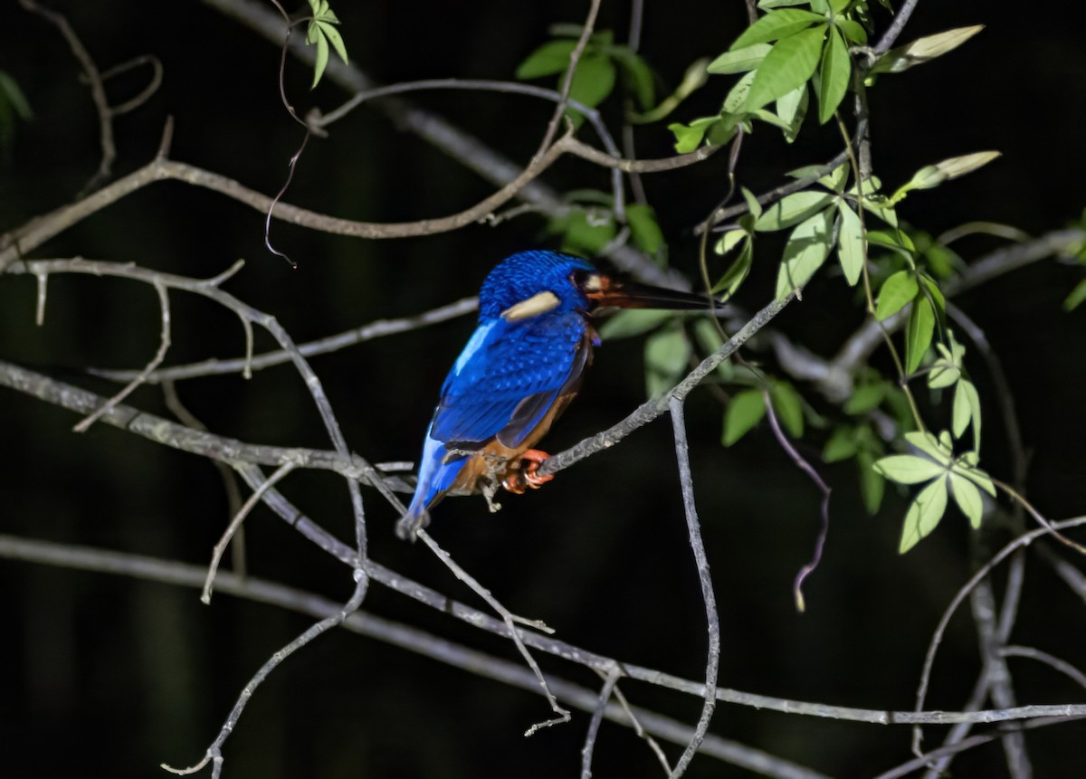 Meninting Yalıçapkını - ML645789133