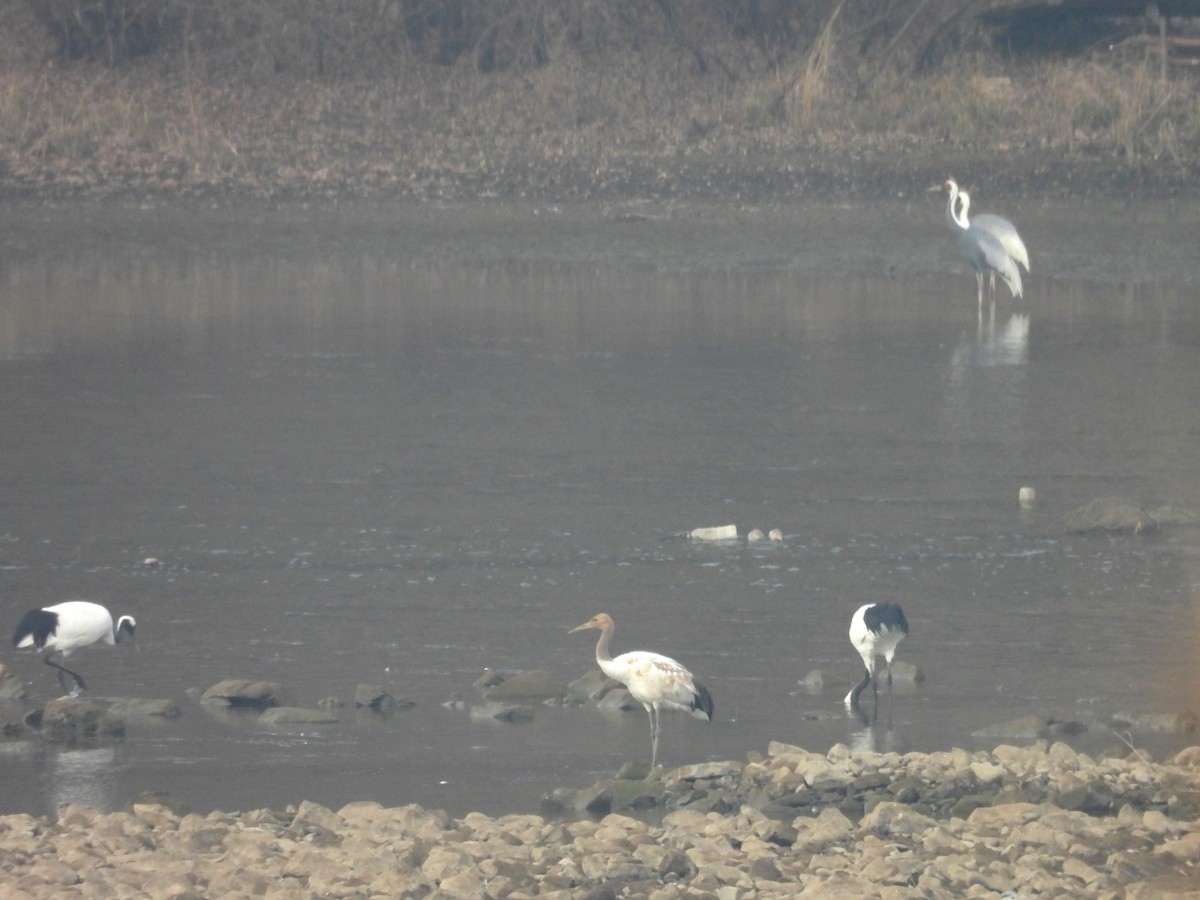 Red-crowned Crane - ML645789135