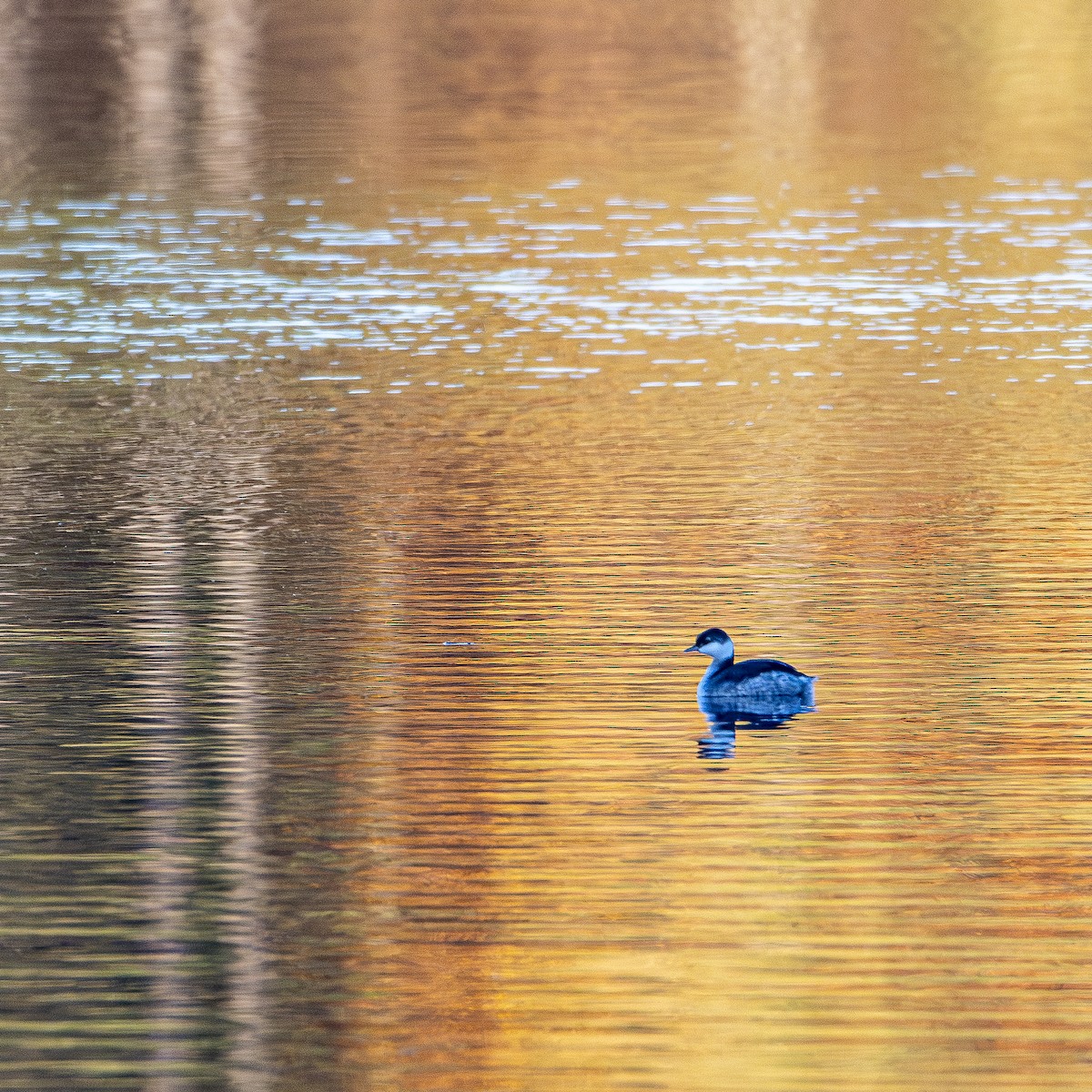 Horned Grebe - ML645789138