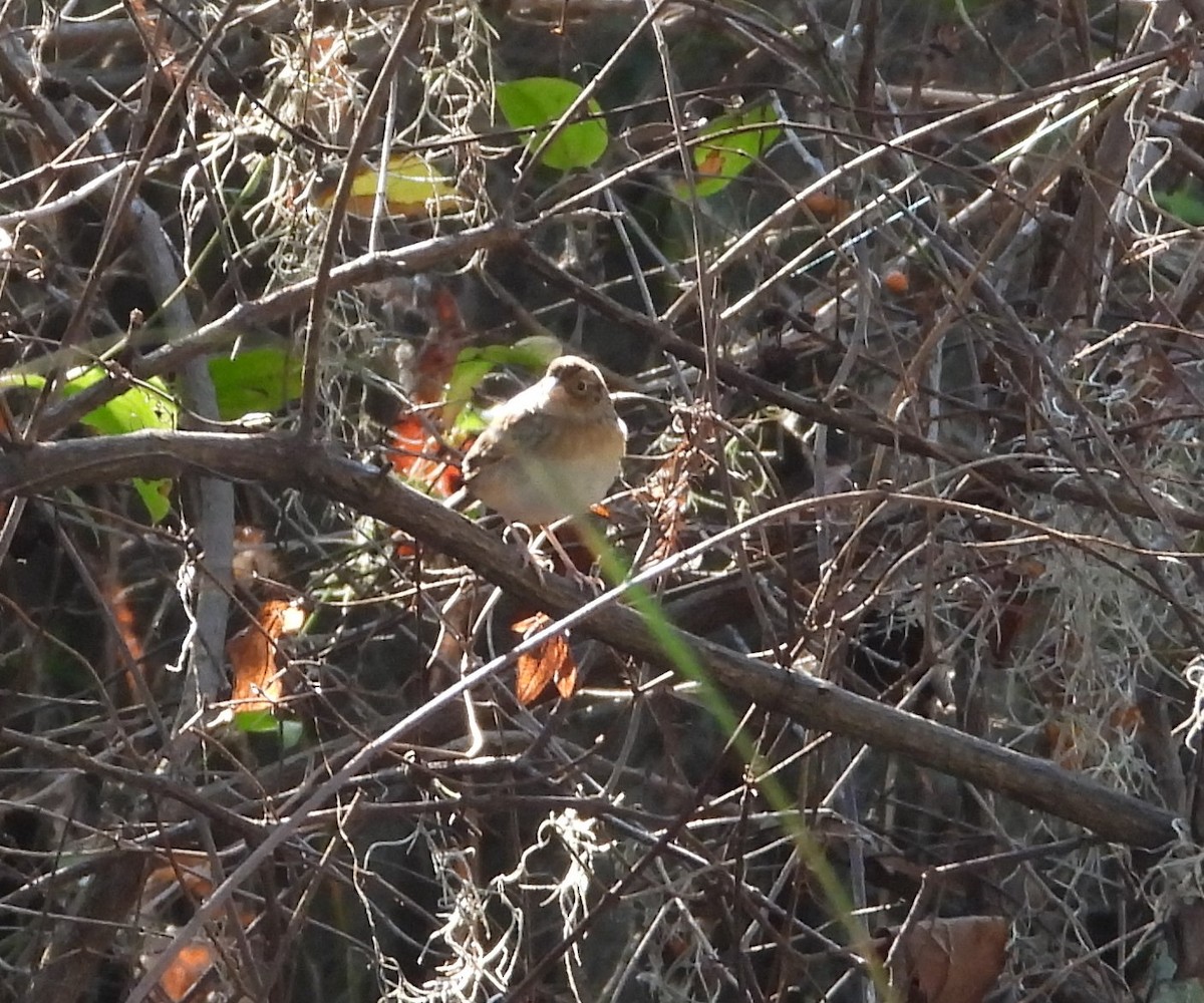 Grasshopper Sparrow - ML645789139