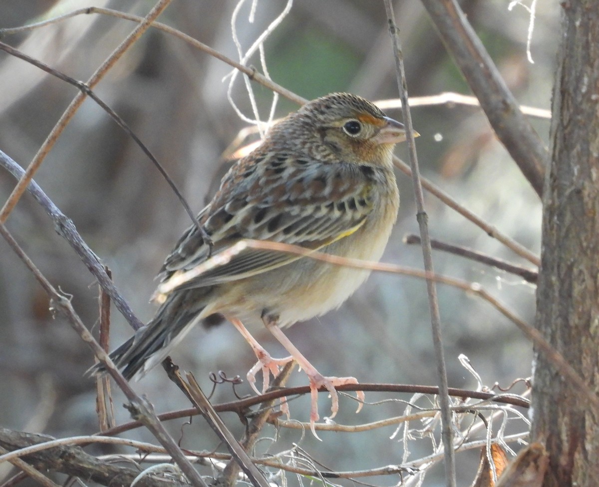 Grasshopper Sparrow - ML645789140