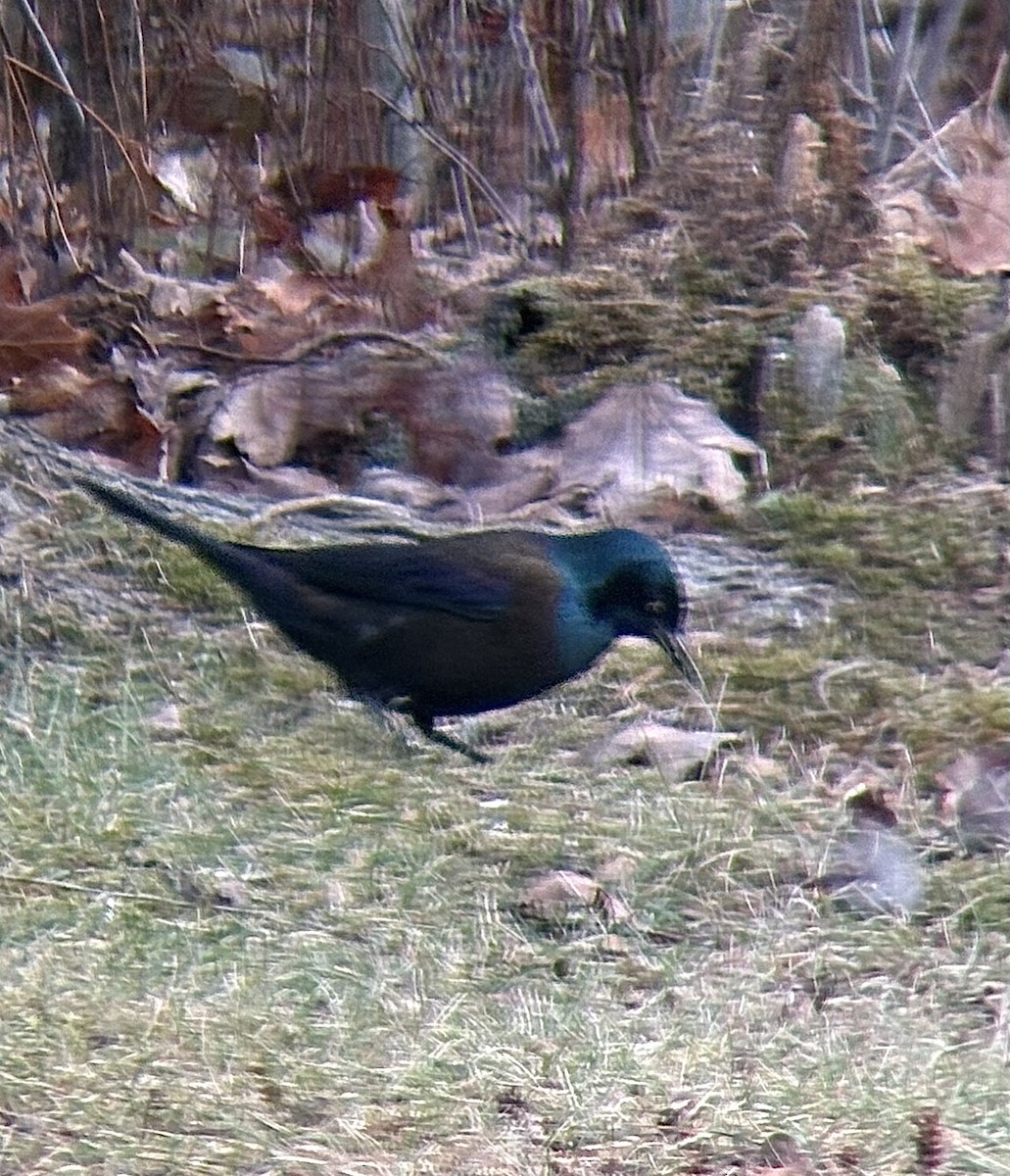 Common Grackle - ML645789142