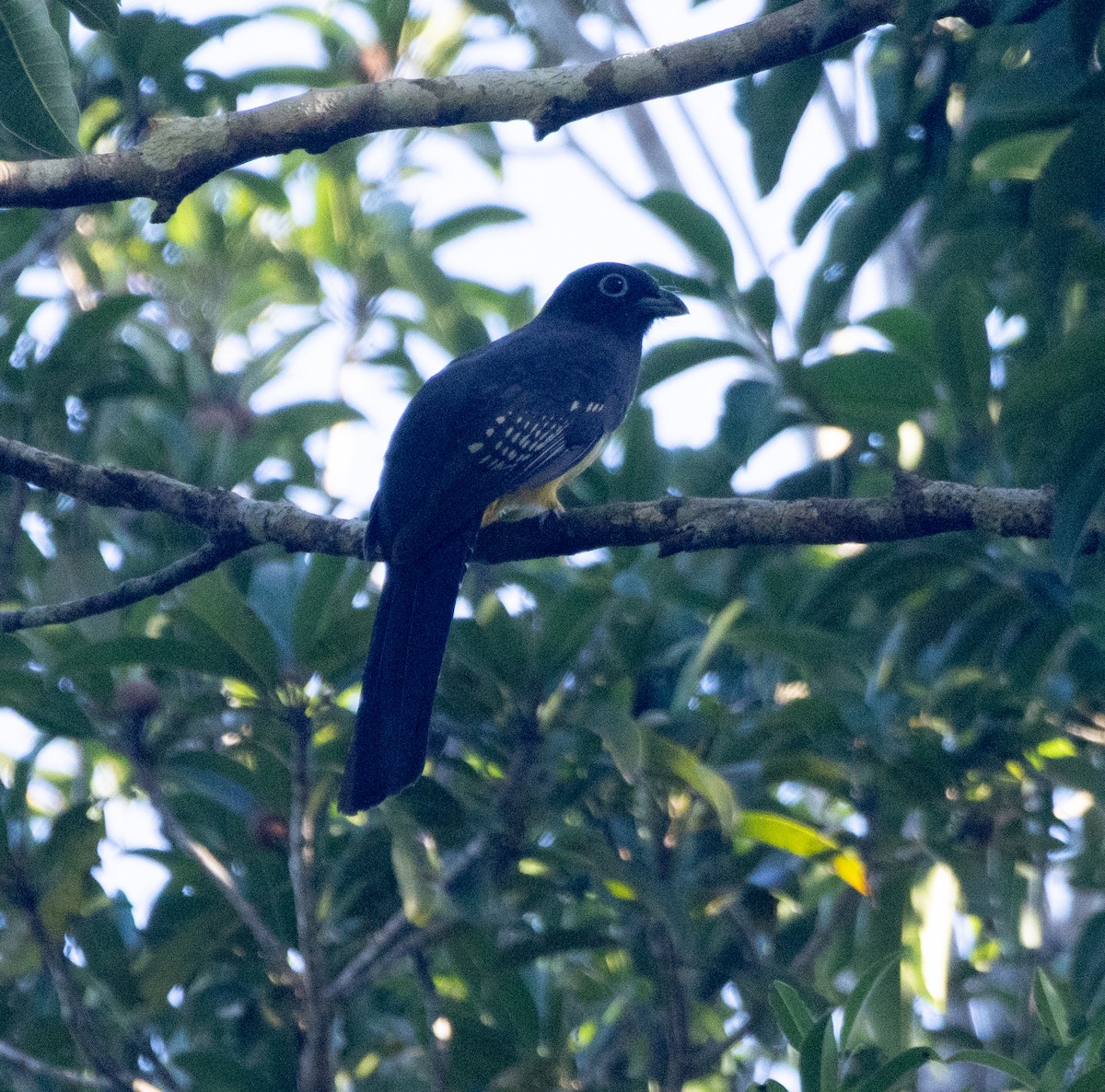 Black-headed Trogon - ML645789144