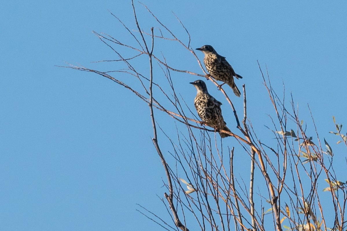 槲鶇 - ML645789153