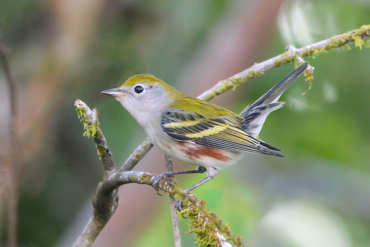 Chestnut-sided Warbler - ML645789159