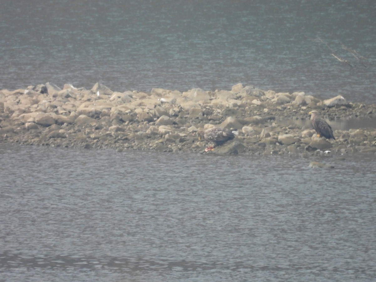 White-tailed Eagle - ML645789165