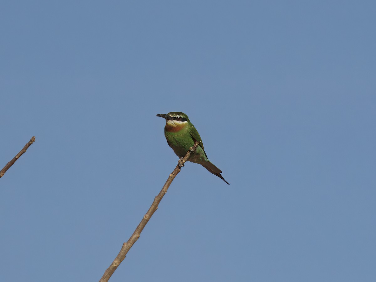 マダガスカルハチクイ - ML645789168