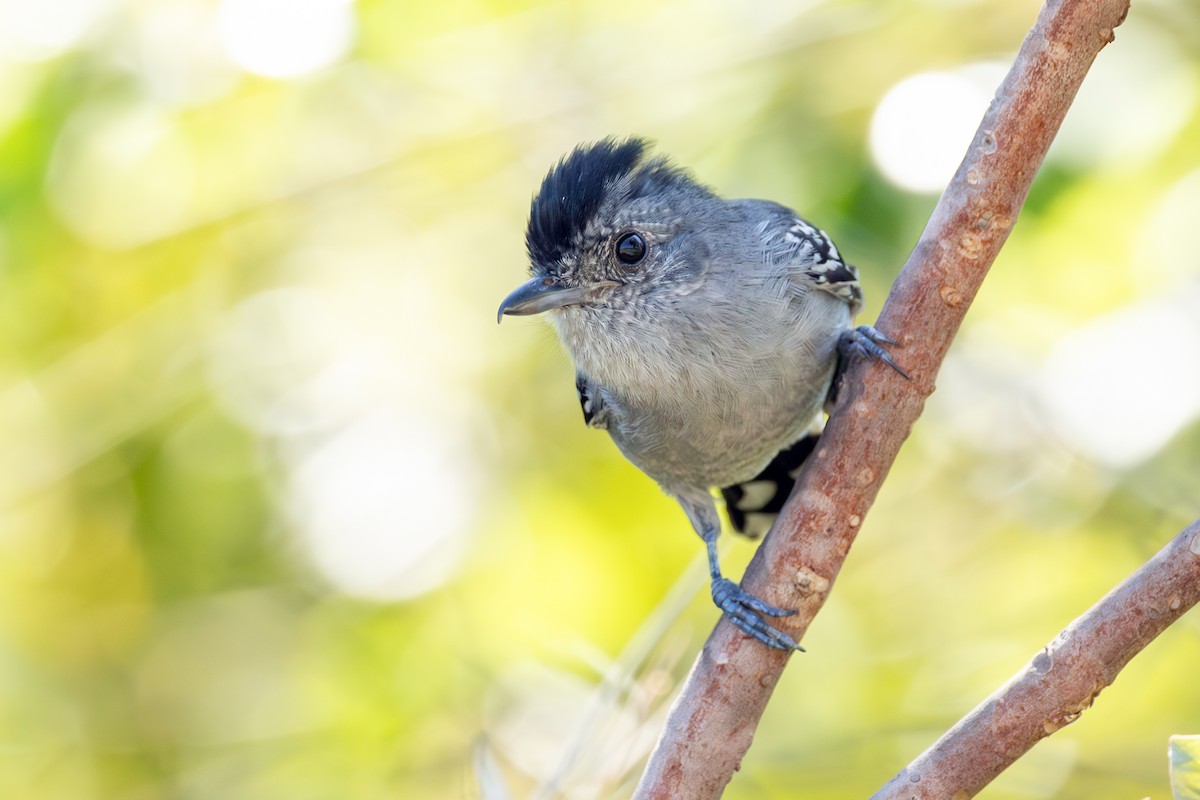 Variable Antshrike - ML645789170