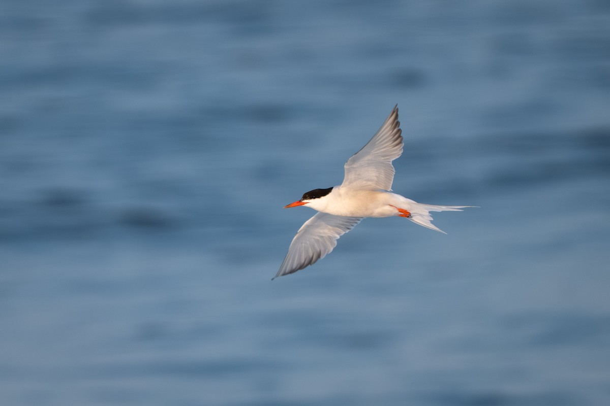 Common Tern - ML645789180