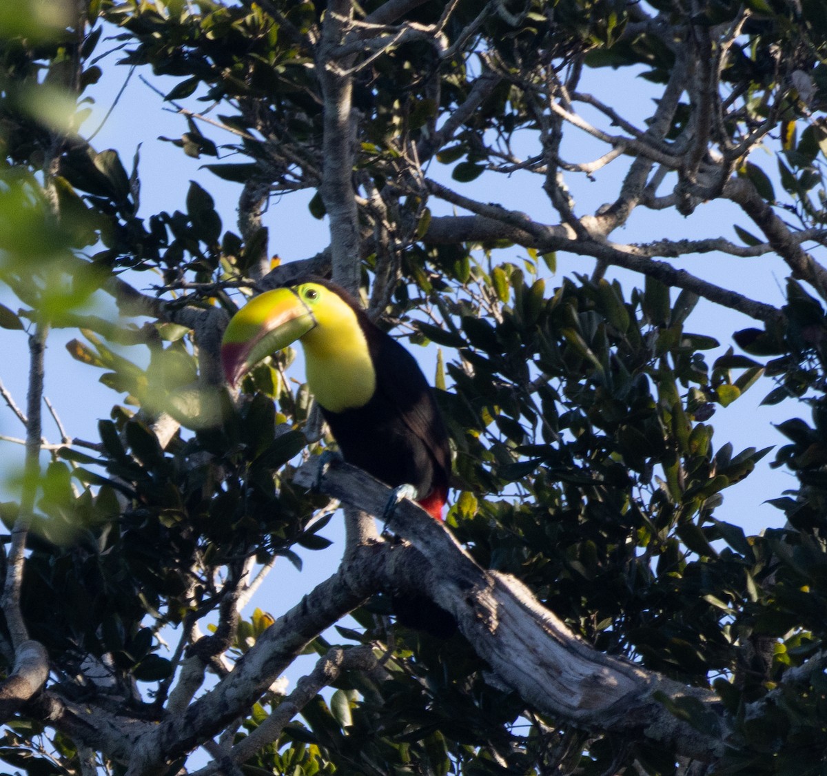 Радужный тукан - ML645789183