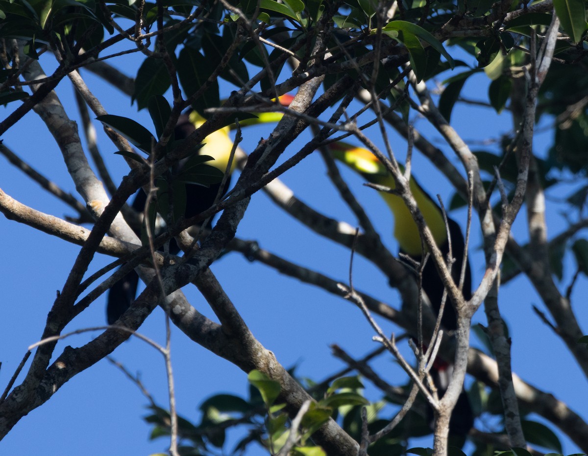 Радужный тукан - ML645789185