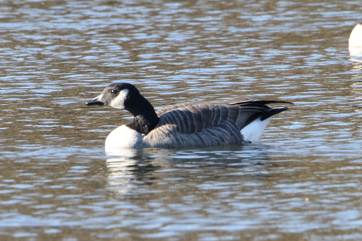 berneška malá - ML645789192