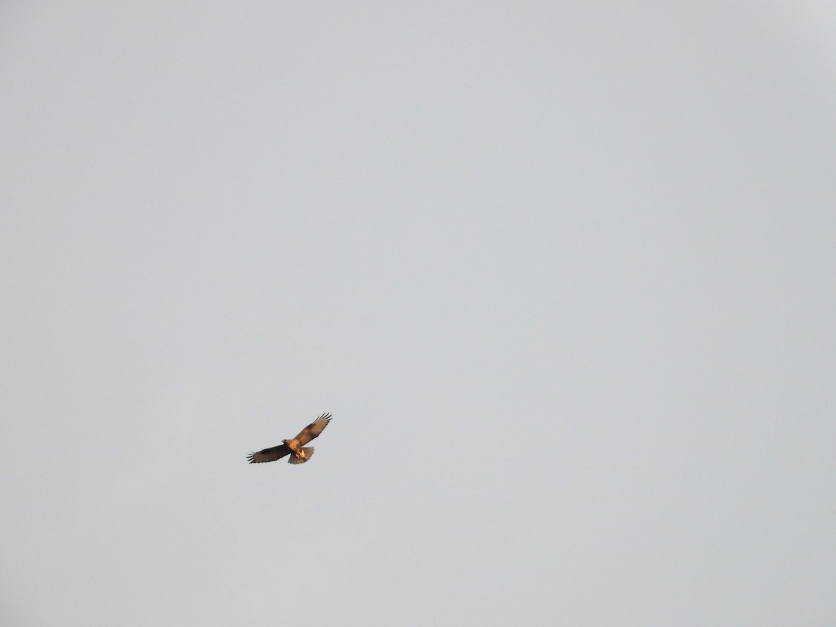 Eastern Buzzard - ML645789195