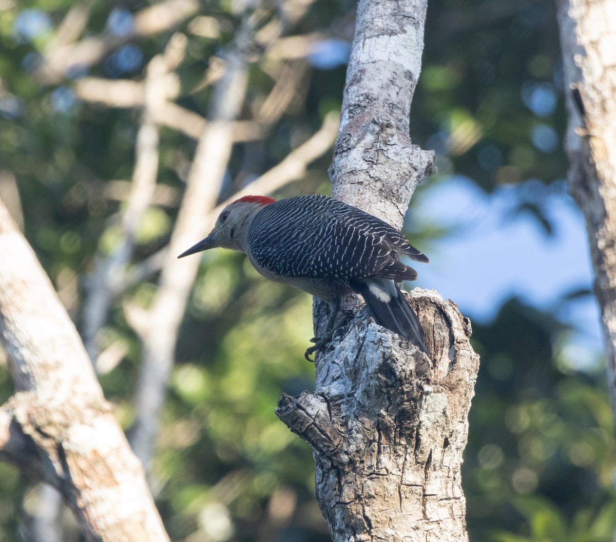 Golden-fronted Woodpecker - ML645789200