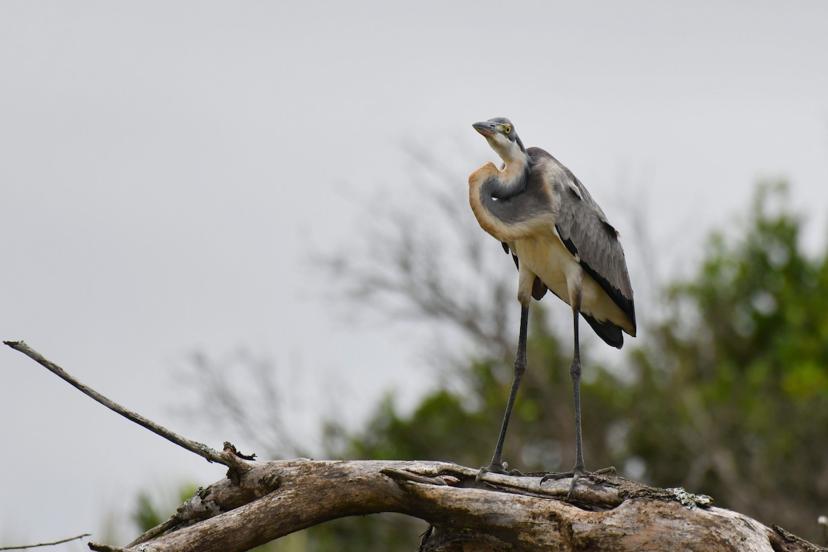 Héron mélanocéphale - ML645789210