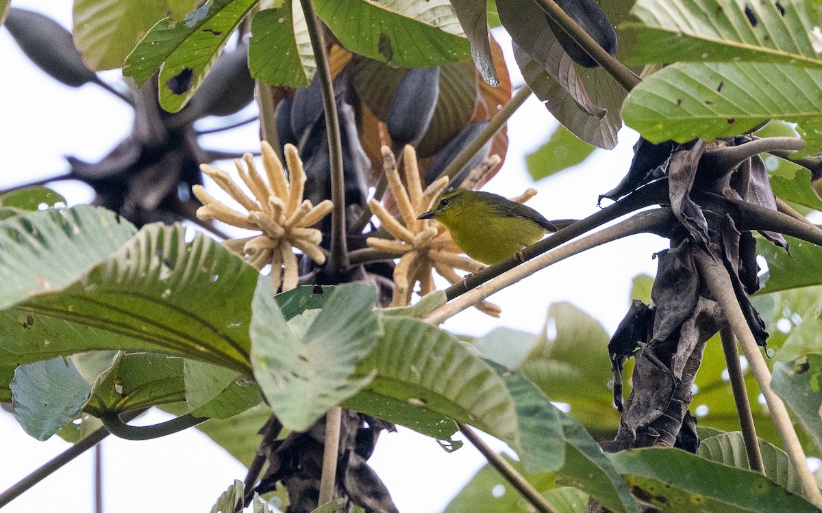 Cuzco Warbler - ML645789214