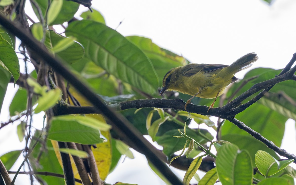 Cuzco Warbler - ML645789215