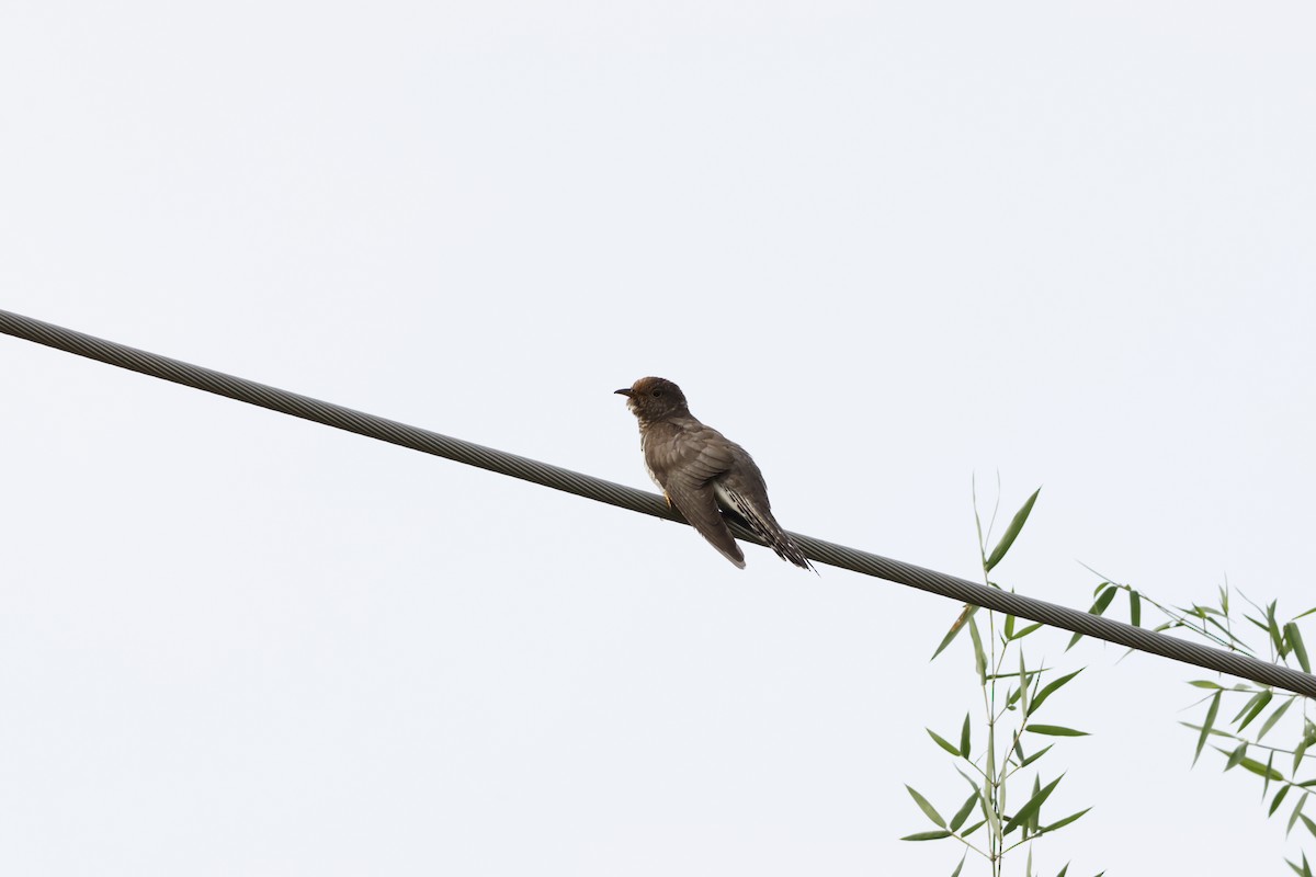 ホトトギス - ML645789217