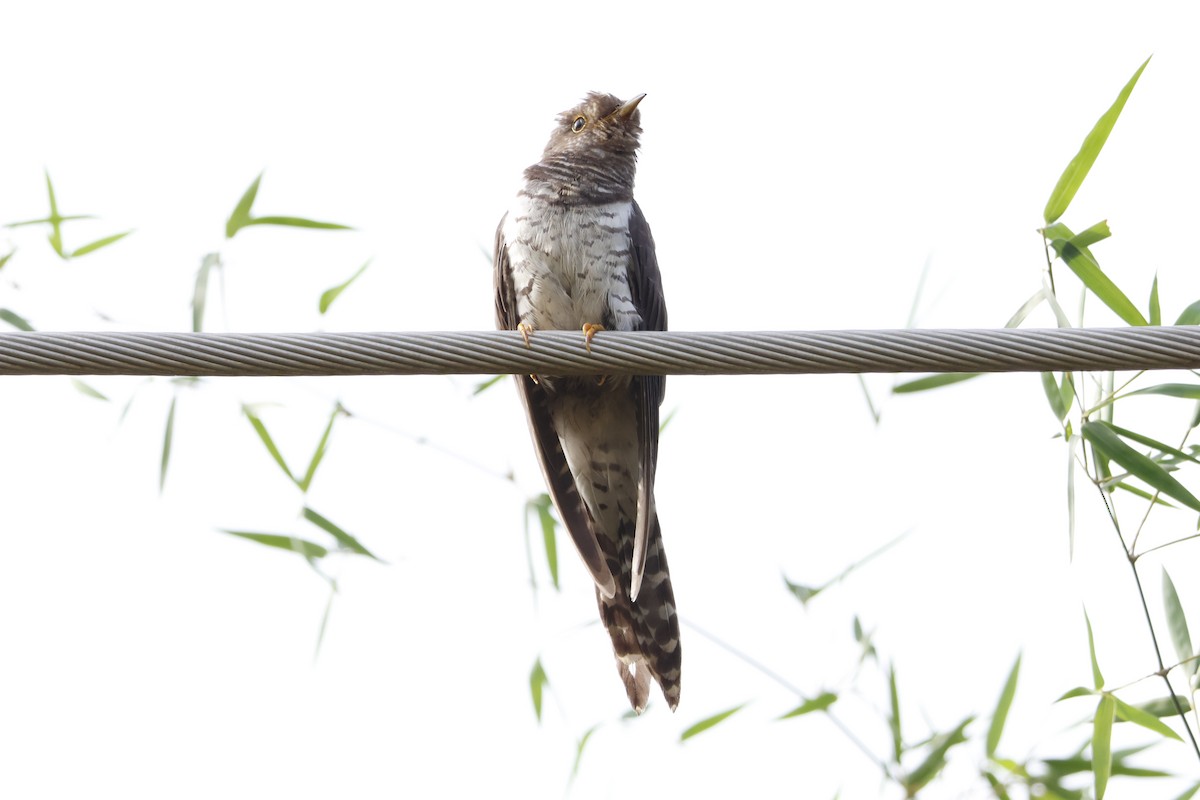 ホトトギス - ML645789218