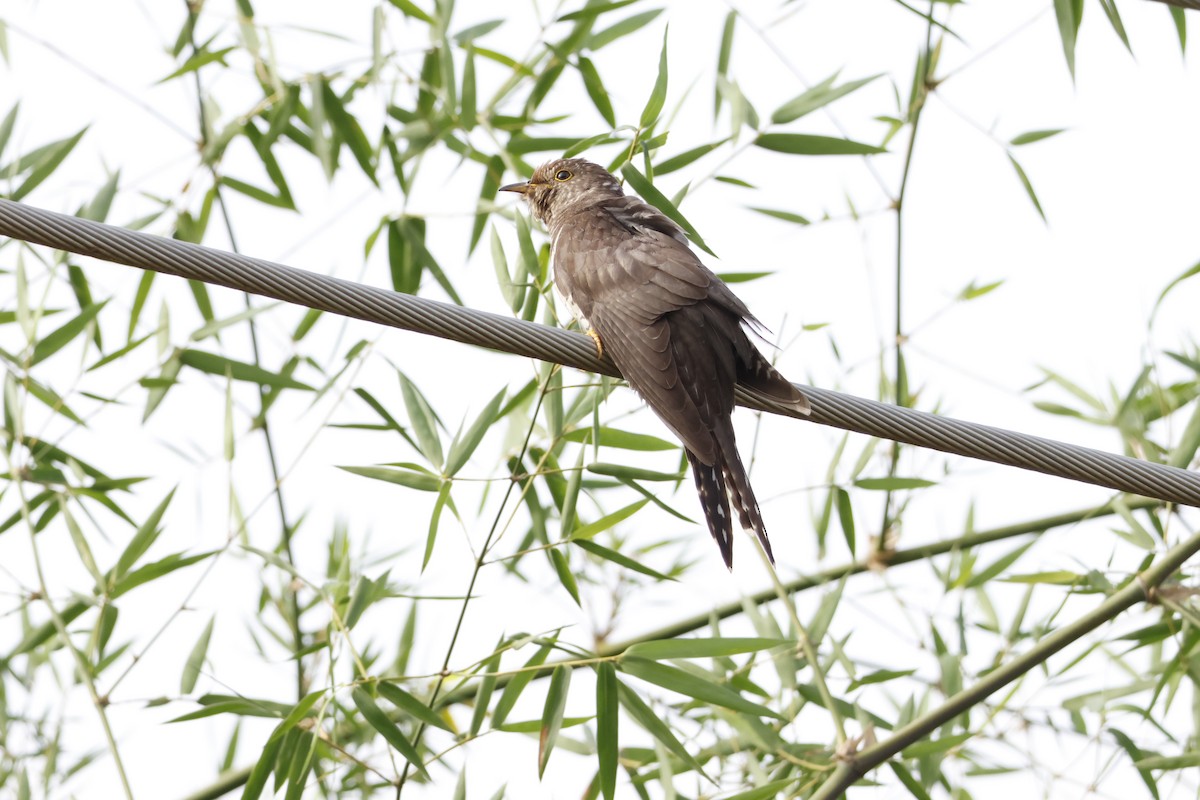 ホトトギス - ML645789219