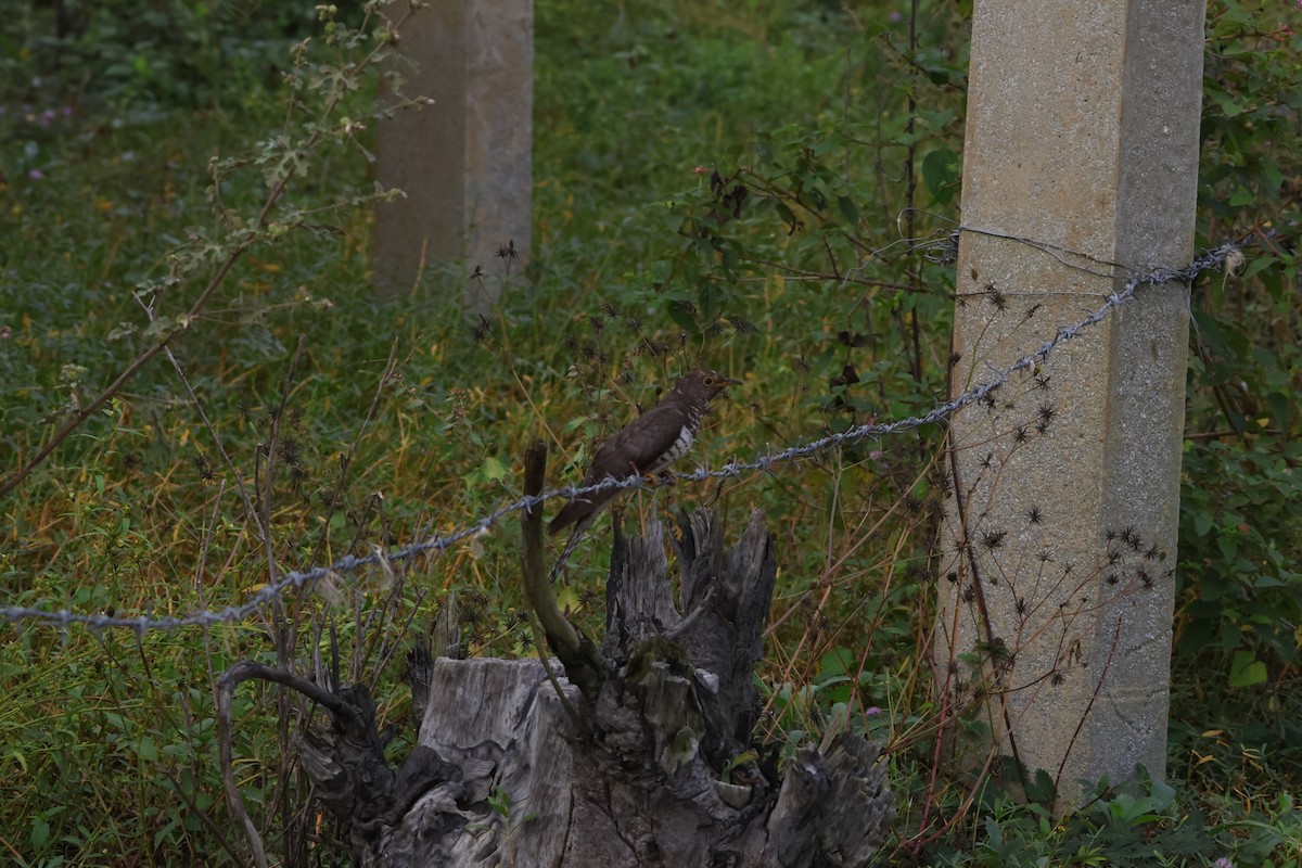 ホトトギス - ML645789220