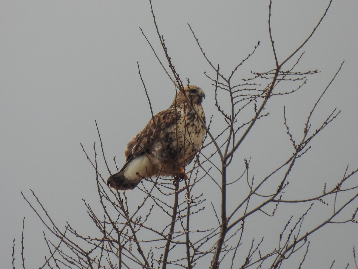 Rough-legged Hawk - ML645789221