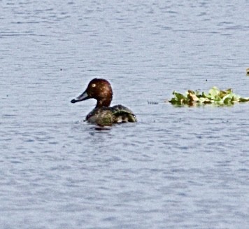 Redhead - ML645789223