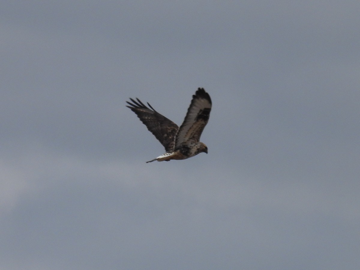 Rough-legged Hawk - ML645789227