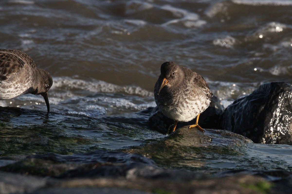 Purple Sandpiper - ML645789233